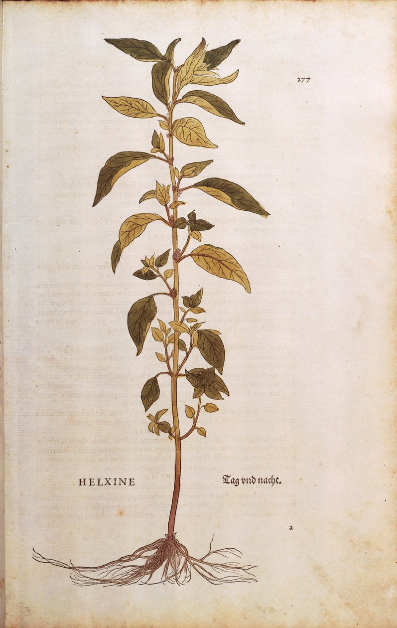 Pellitory-of-the-wall or Lichwort - Parietaria officinalis by Leonhard Fuchs