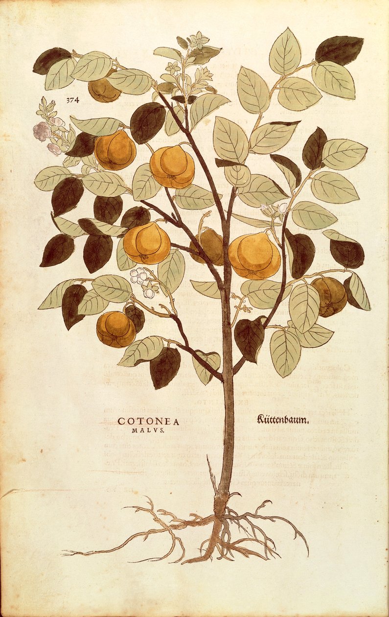 Quince - Cydonia oblonga by Leonhard Fuchs