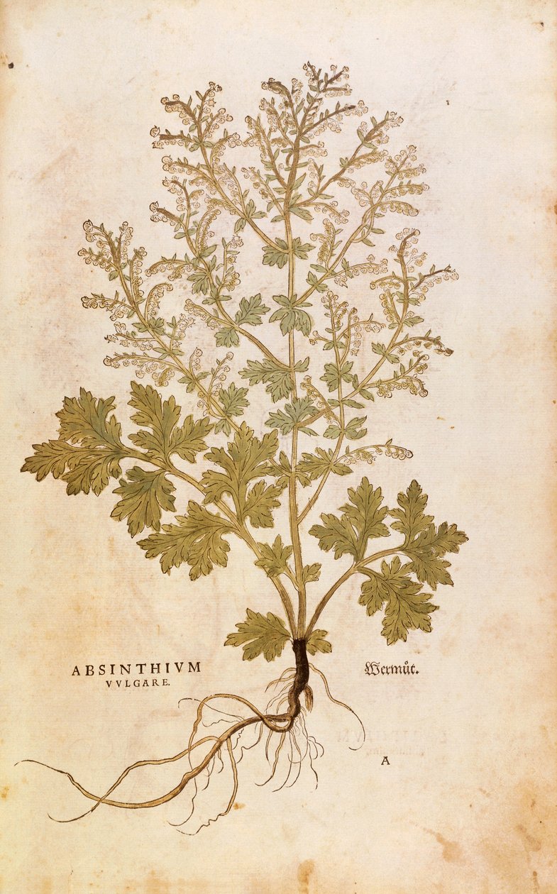 Wormwood - Artemisia absinthium by Leonhard Fuchs