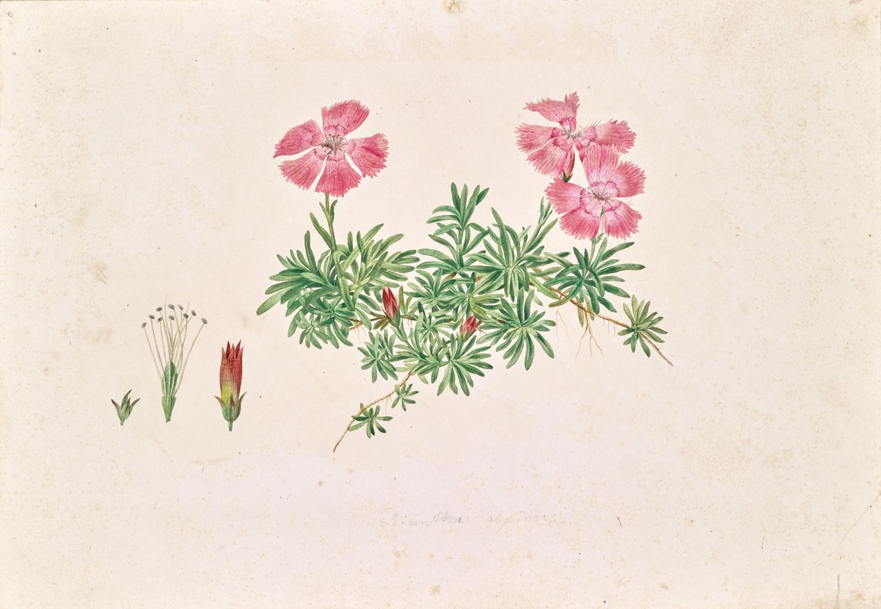 Alpine Carnation (Dianthus alpinus) by Leopold von Stoll