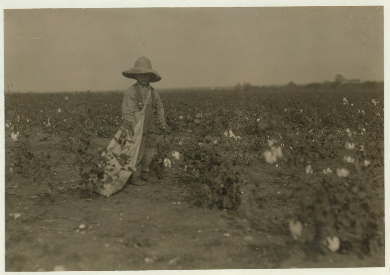 5 year old Willie Hesse picks 15 pounds of cotton a day on his parents