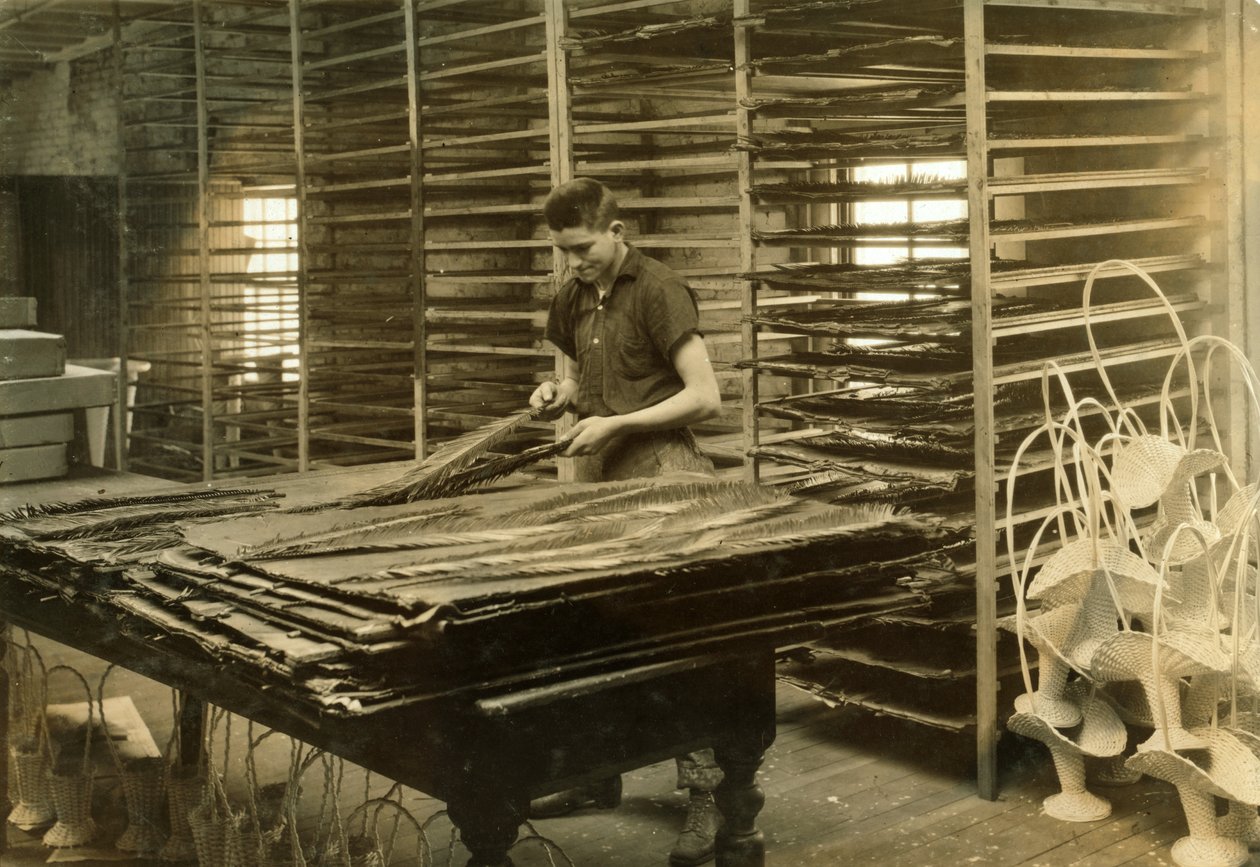 15-Year-Old Boy Sorting Cycas Leaves at Boston Floral Supply Company by Lewis Wickes Hine