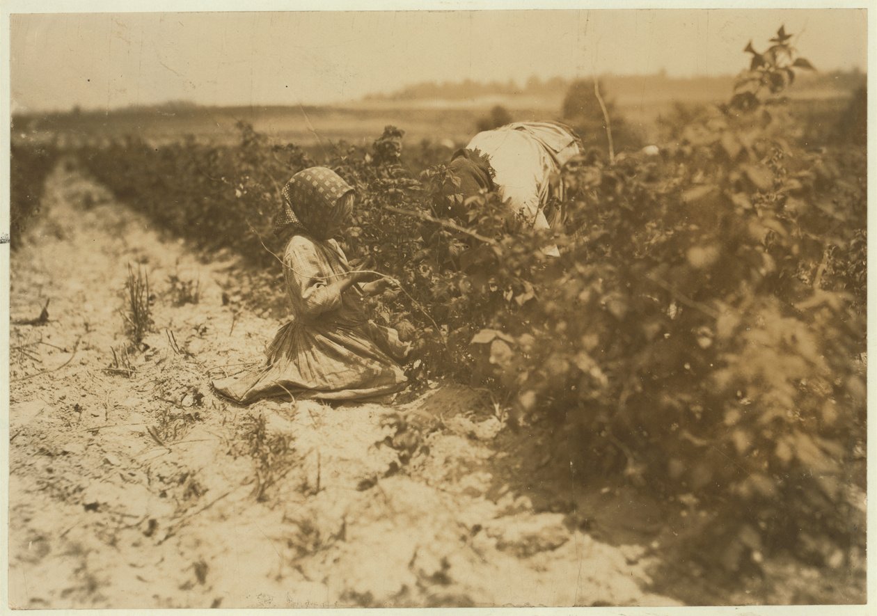 A six year old Polish girl picking berries all day with her family (Scholtz) at Rock Creek near Baltimore, Maryland, 1909 by Lewis Wickes Hine