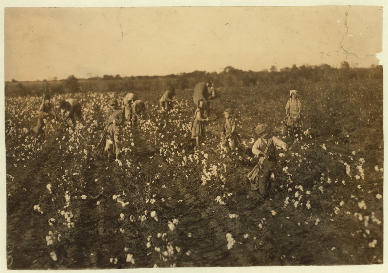Family picking cotton near McKinney, Texas, 1913 by Lewis Wickes Hine
