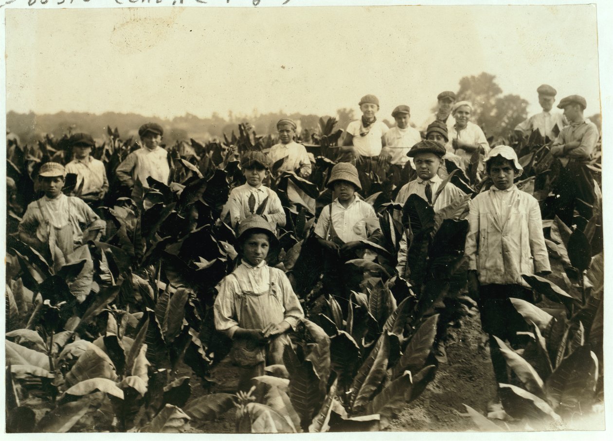 Goodrich Tobacco Farm, near Gildersleeve, Connecticut, 1917 by Lewis Wickes Hine