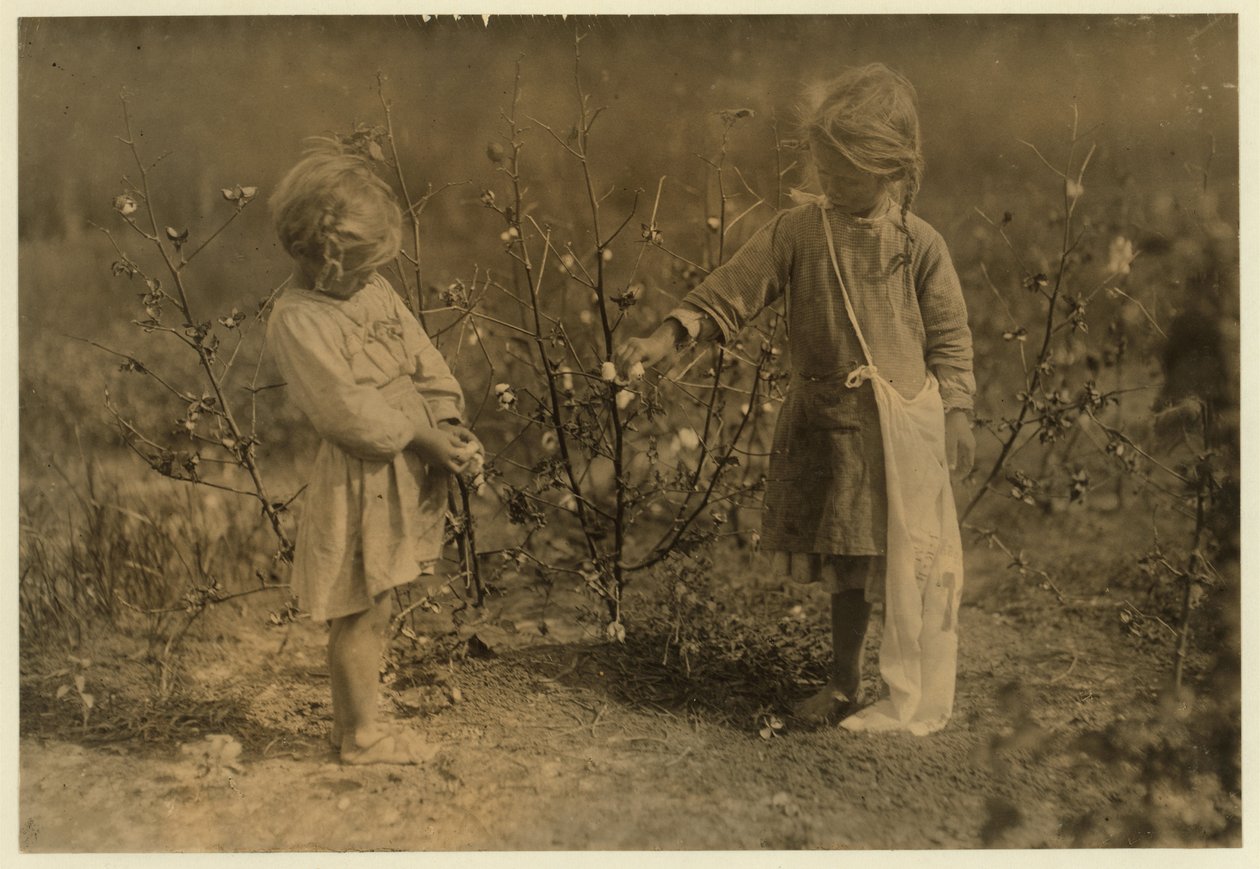 Millie, aged 4 picks 8 pounds of cotton a day and Nellie 5, picks 30 on a farm near Houston, Texas, 1913 by Lewis Wickes Hine