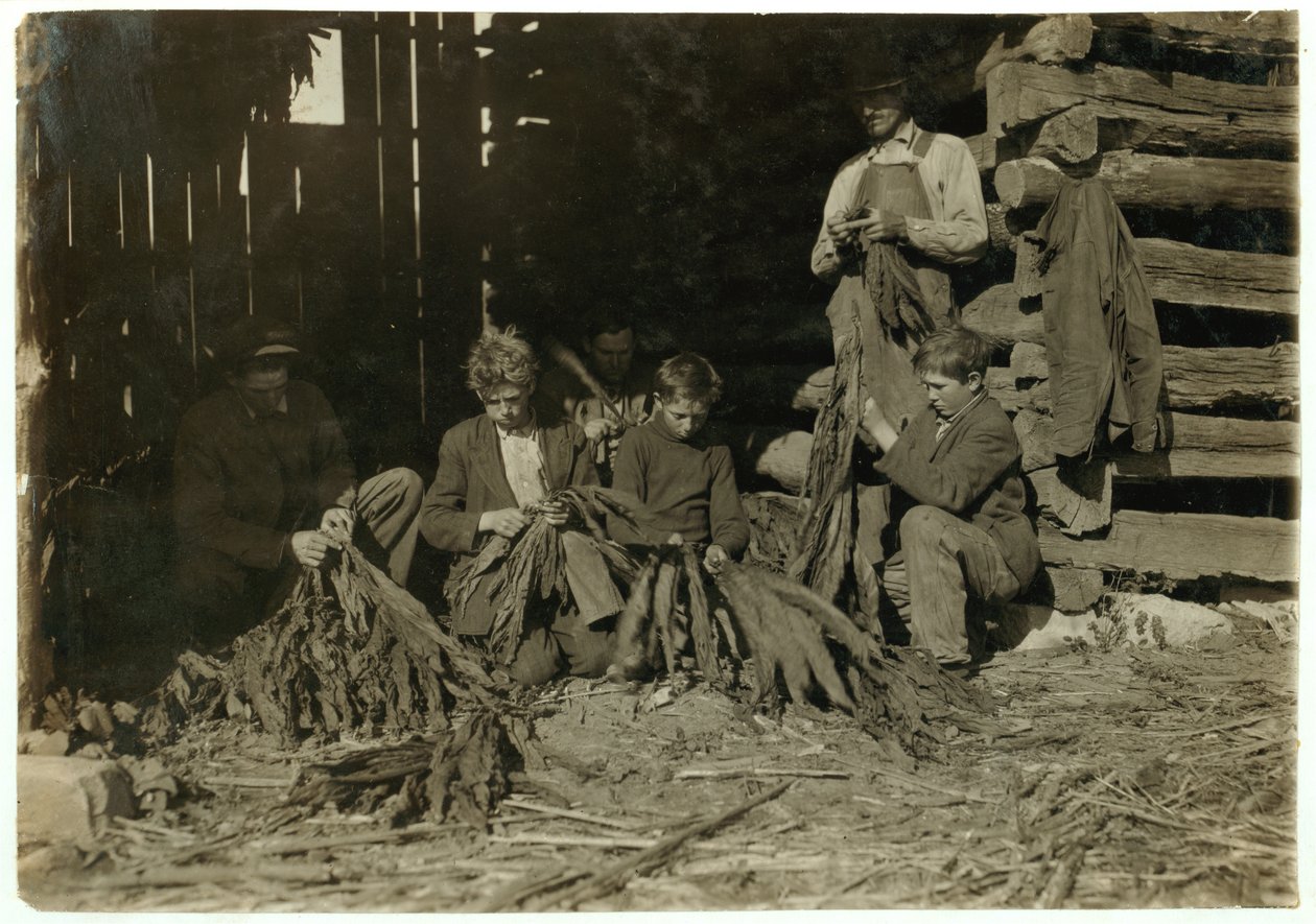 Sons of J.H. Burch Aged 12, 14 and 17 Stripping Tobacco During School Hours at Warren County, Rockfield, Kentucky, 1916 by Lewis Wickes Hine
