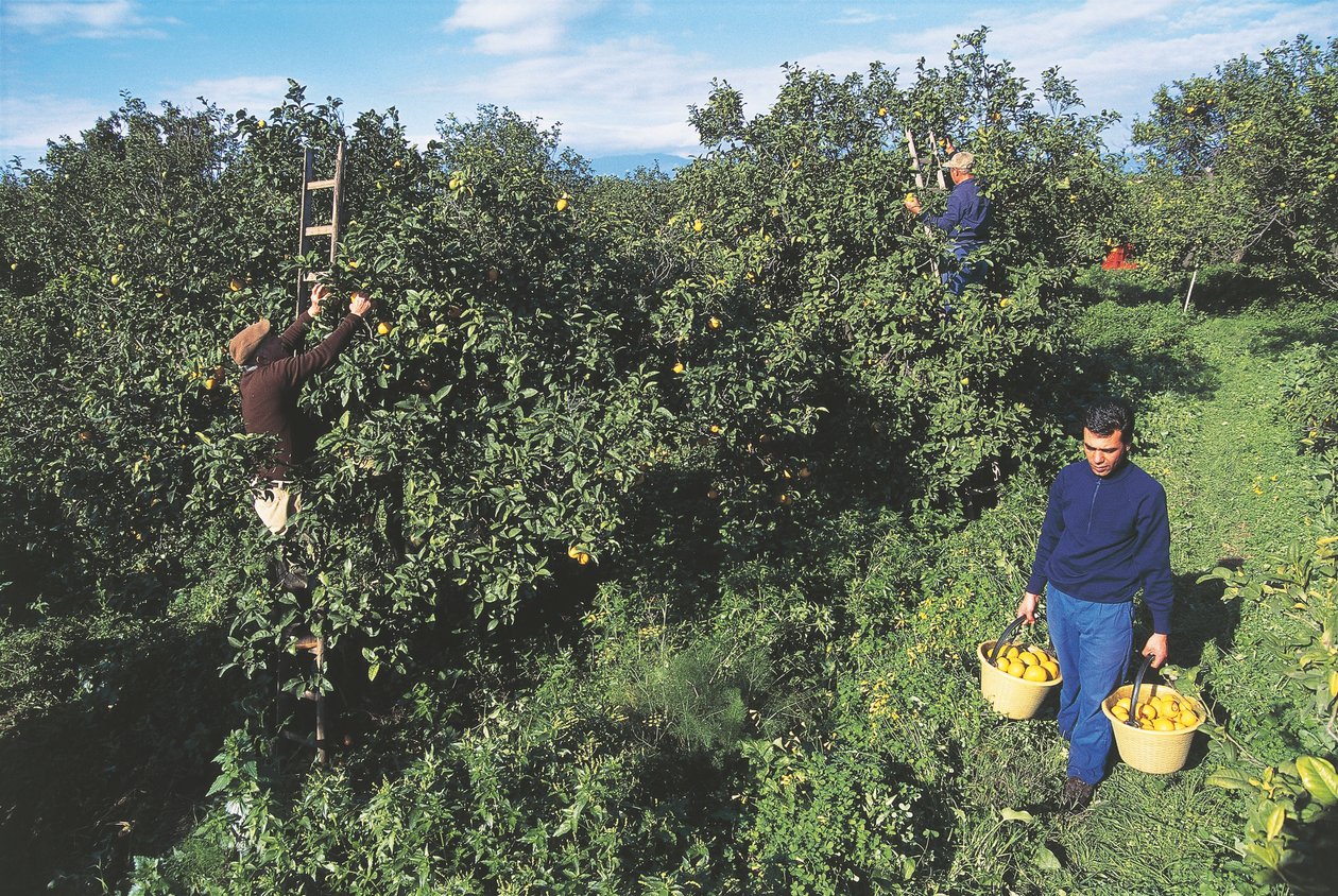 Harvesting Bergamot, Calabria, Italy by Unbekannt Unbekannt