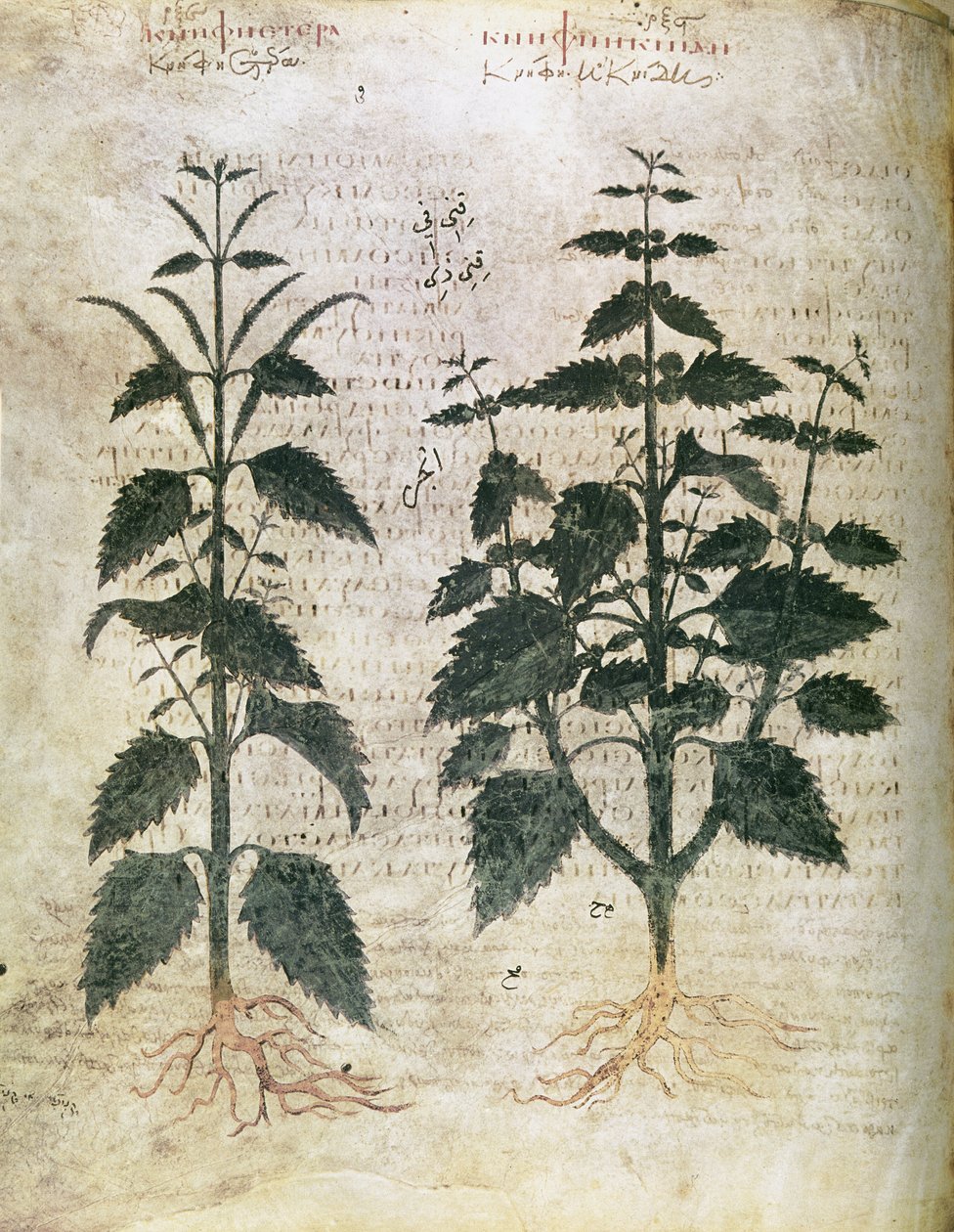 Nettles (Herbals), 6th Century by Unbekannt Unbekannt