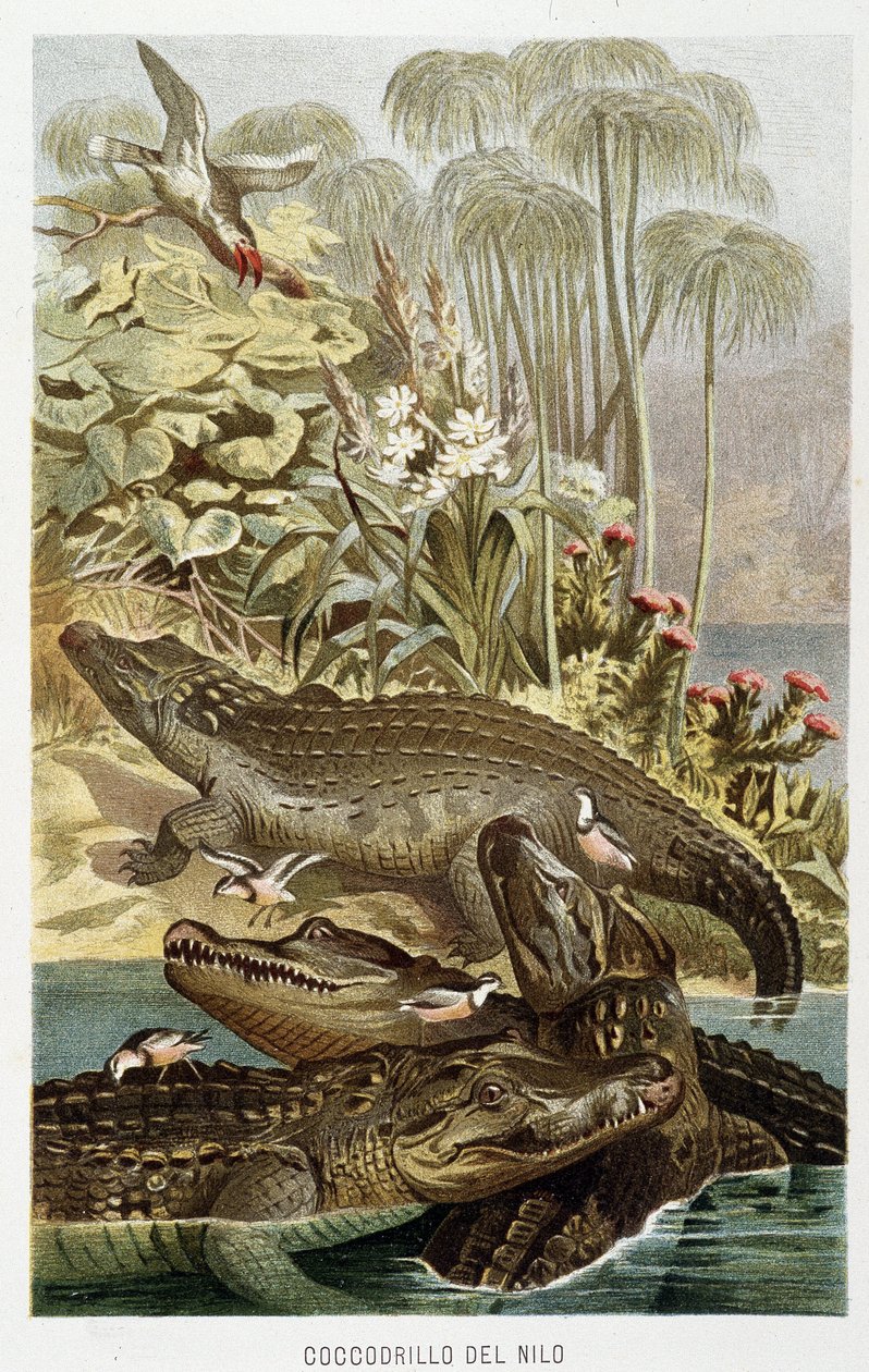 Nile Crocodiles (Crocodilus niloticus) - in 