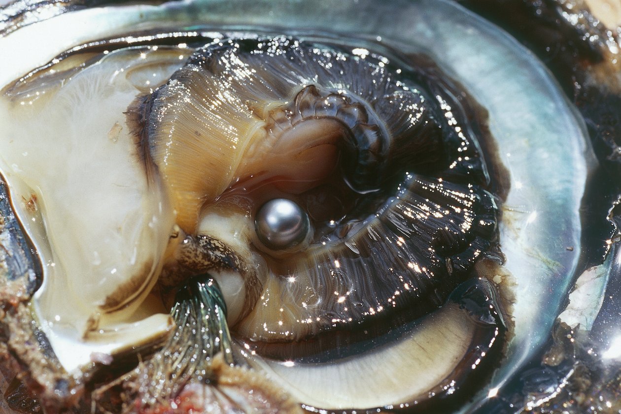 Oyster with black pearl, Manihi, Tuamotu archipelago, French Polynesia by Unbekannt Unbekannt