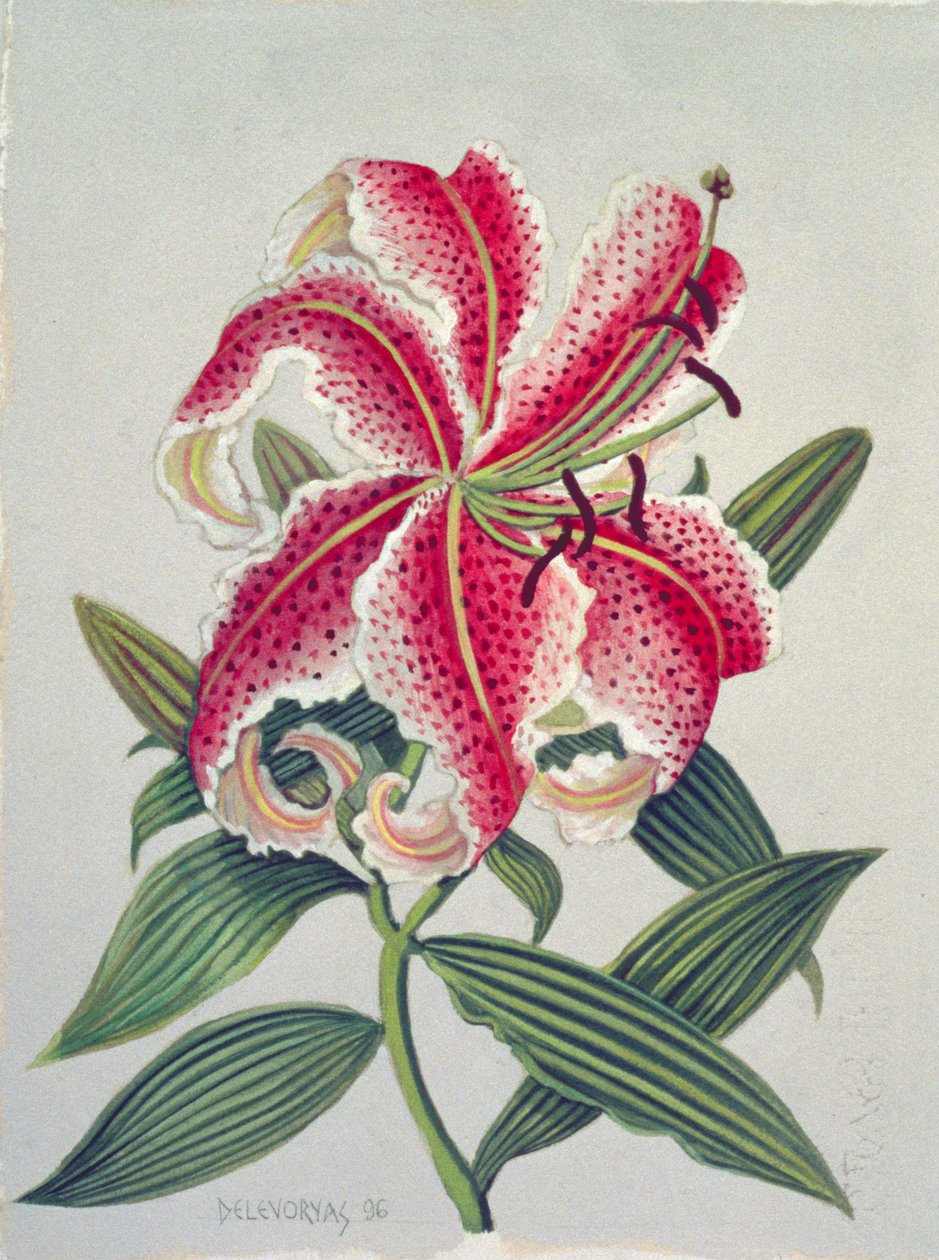 Botanical Lily, 1996 by Lillian Delevoryas