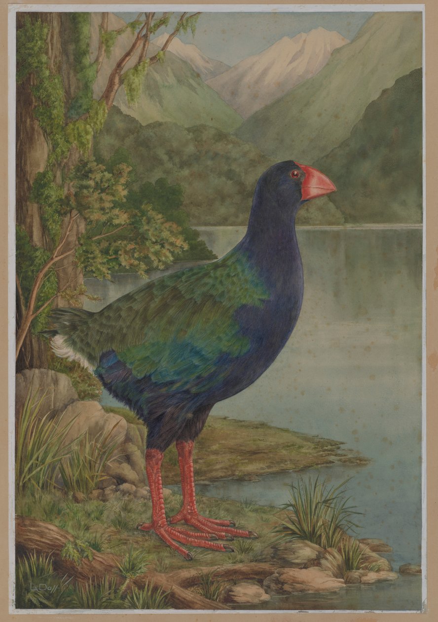 Watercolour Illustration of Takahe by Lily Attey Daff