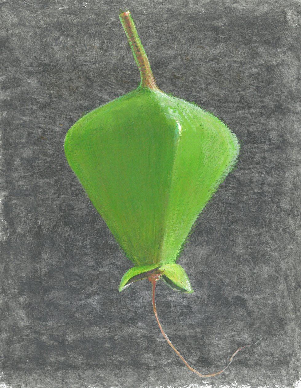 Barringtonia Acutangula by Lincoln Seligman