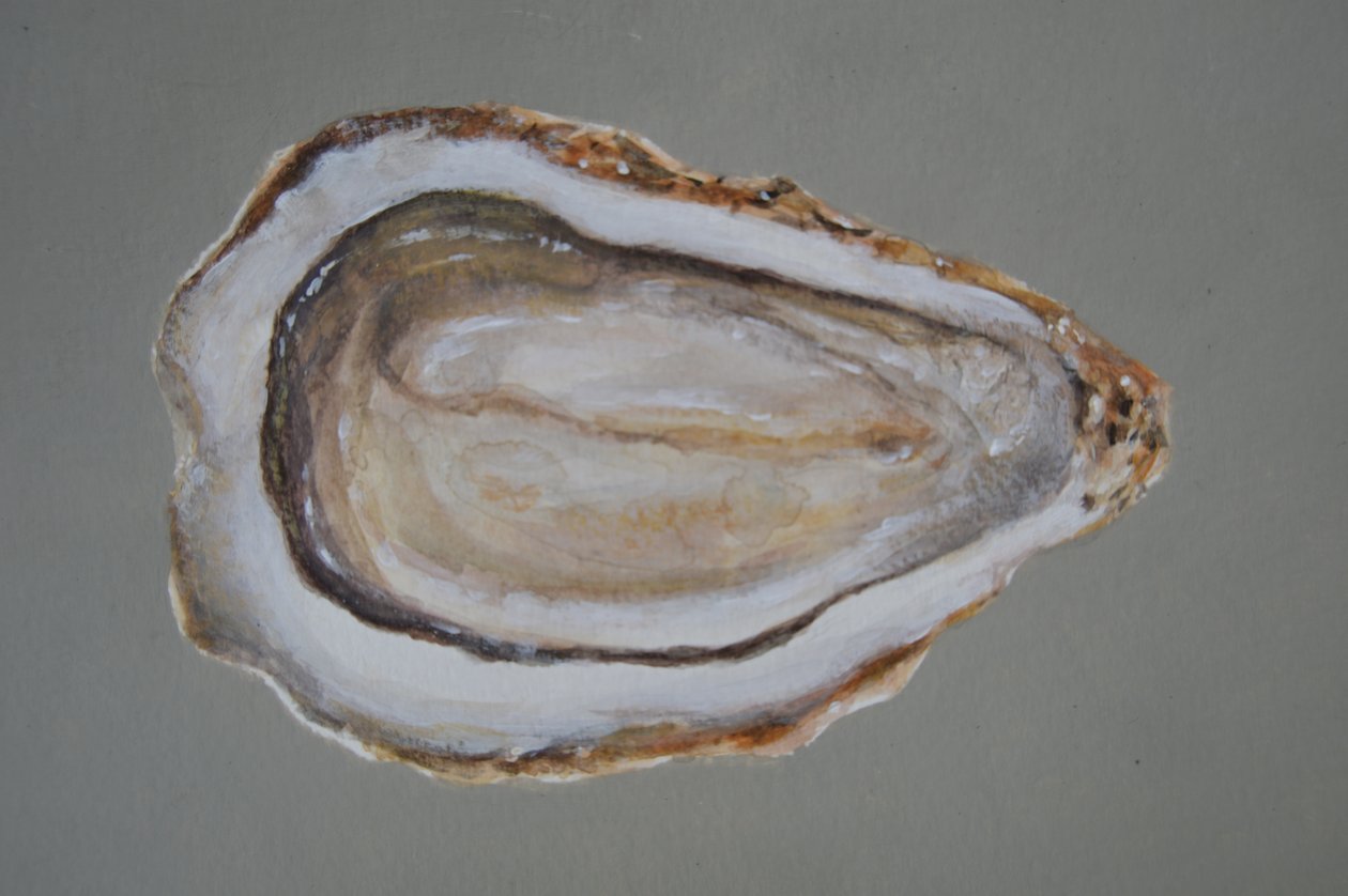 Breton Oyster 2 by Lincoln Seligman