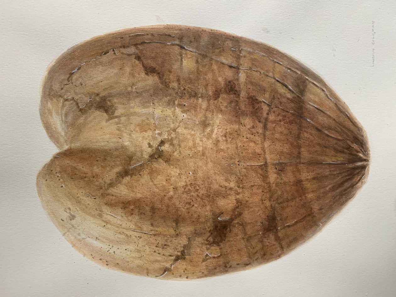 Coconut 1 by Lincoln Seligman