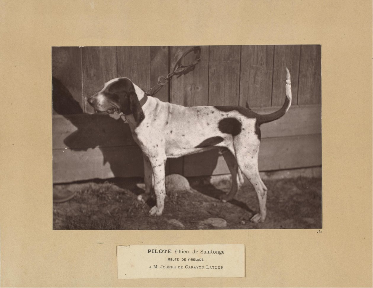 Pilot, Saintonge Dog, Virelade Pack, A.M. Joseph de Carayon Latour by Leon Cremiere