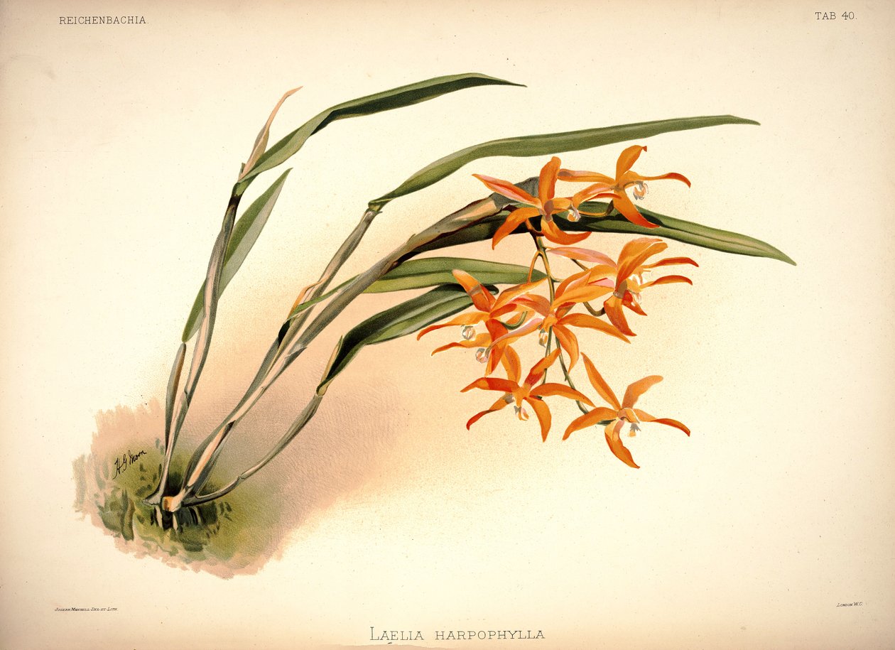 Cattleya Harpophylla by London H. Sotheran and Co.