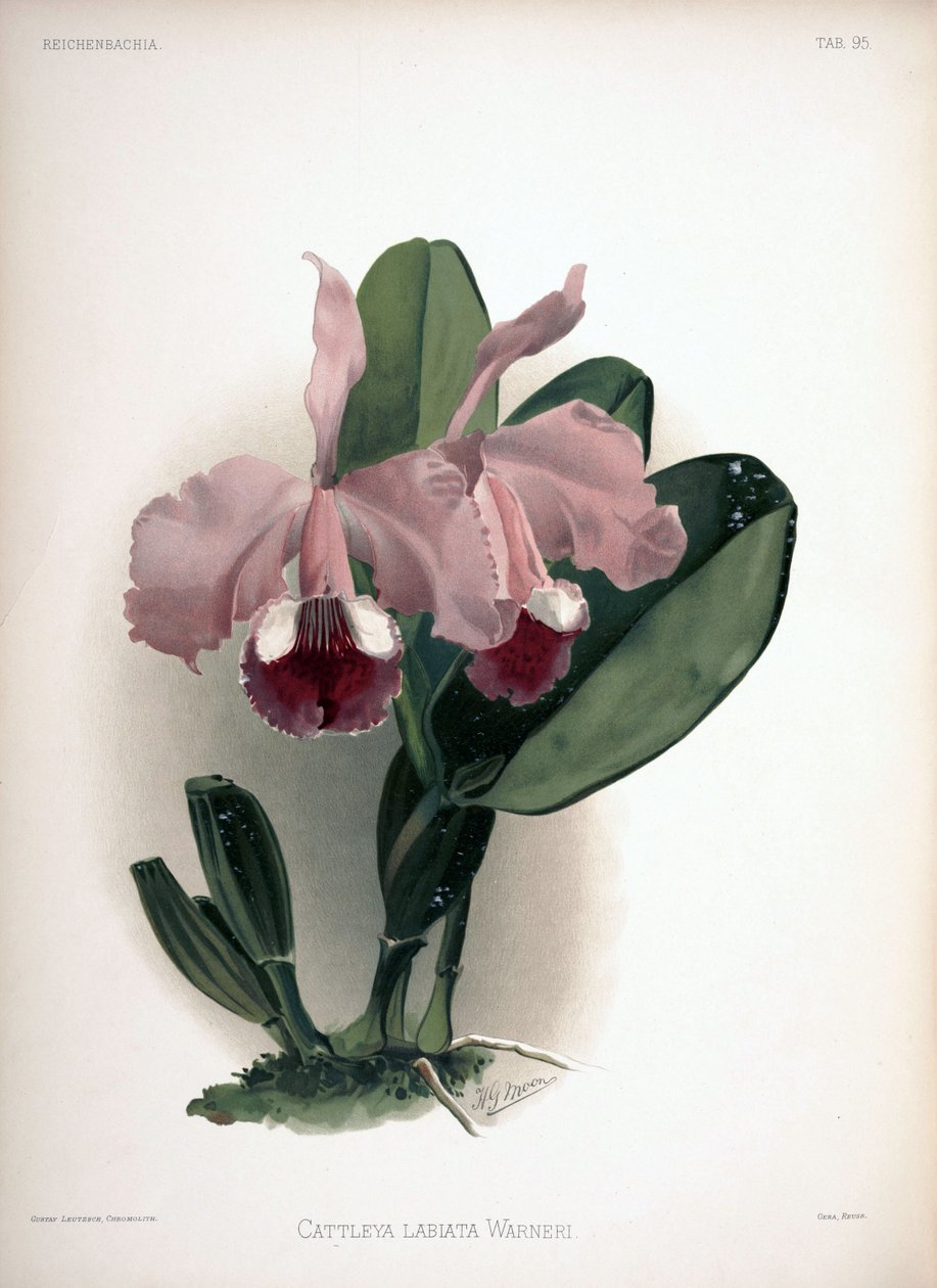 Cattleya warneri as syn.: Cattleya labiata var. warneri by London H. Sotheran and Co.