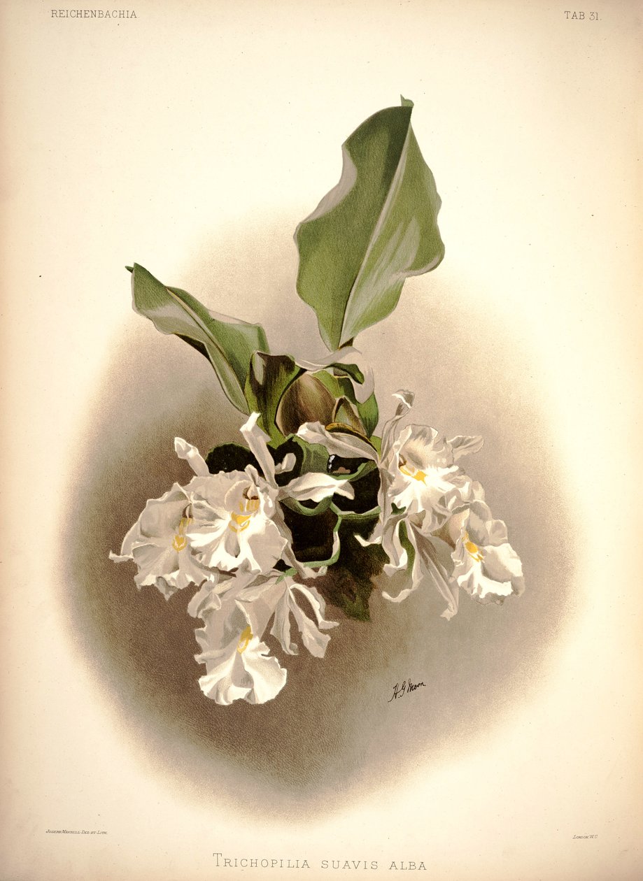 Trichopilia Suavis by London H. Sotheran and Co.