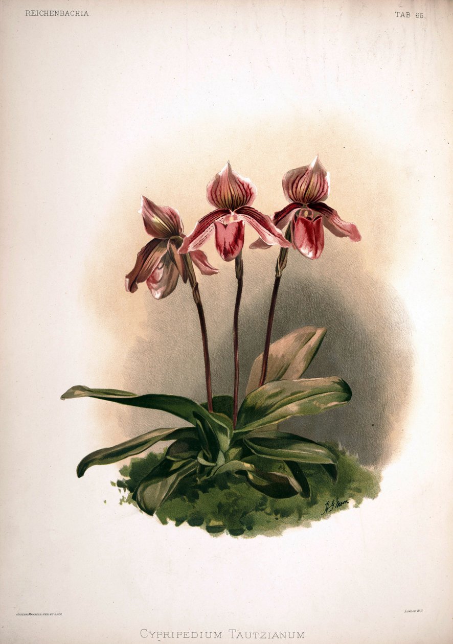 Cypripedium × tautzianum cultivar = (Paphiopedilum barbatum × Paphiopedilum niveum) by London H. Sotheran and Co.