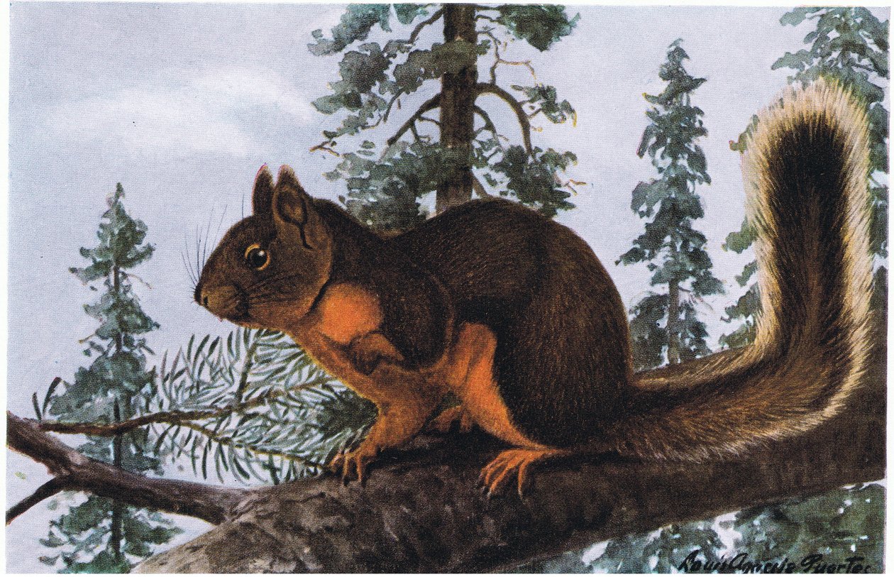 Douglas Squirrel Lives Amid Towering Evergreens by Louis Agassiz Fuertes