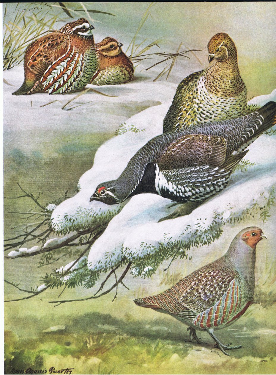 Eastern Bob-White, Canada Spruce Grouse, European Partridge