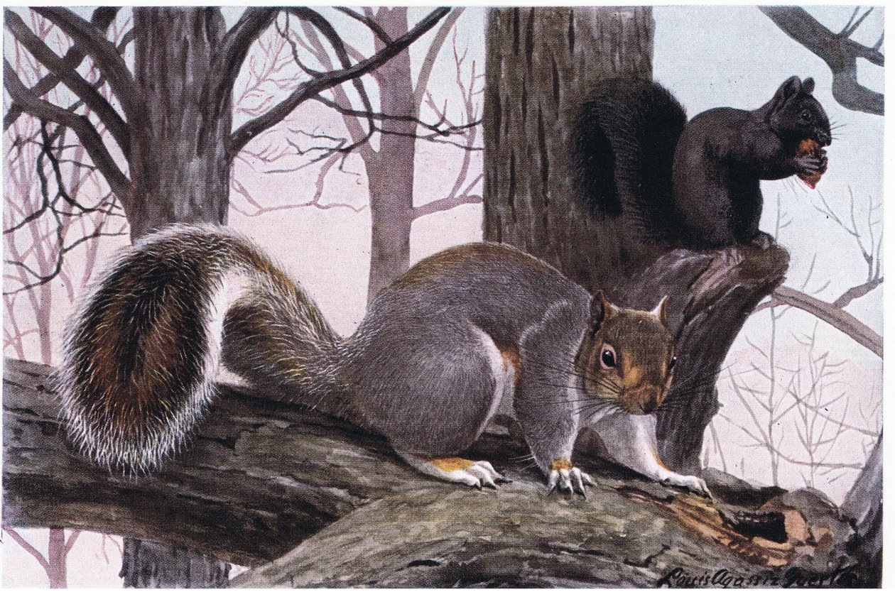 Eastern Grey Squirrel, fur is black and tan tipped in white by Louis Agassiz Fuertes