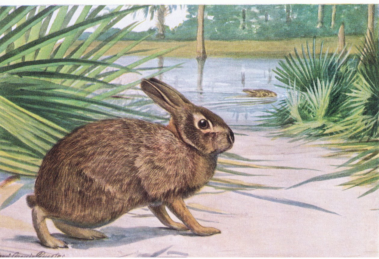 Marsh Rabbit, slow on land but swims fast with spread toes by Louis Agassiz Fuertes