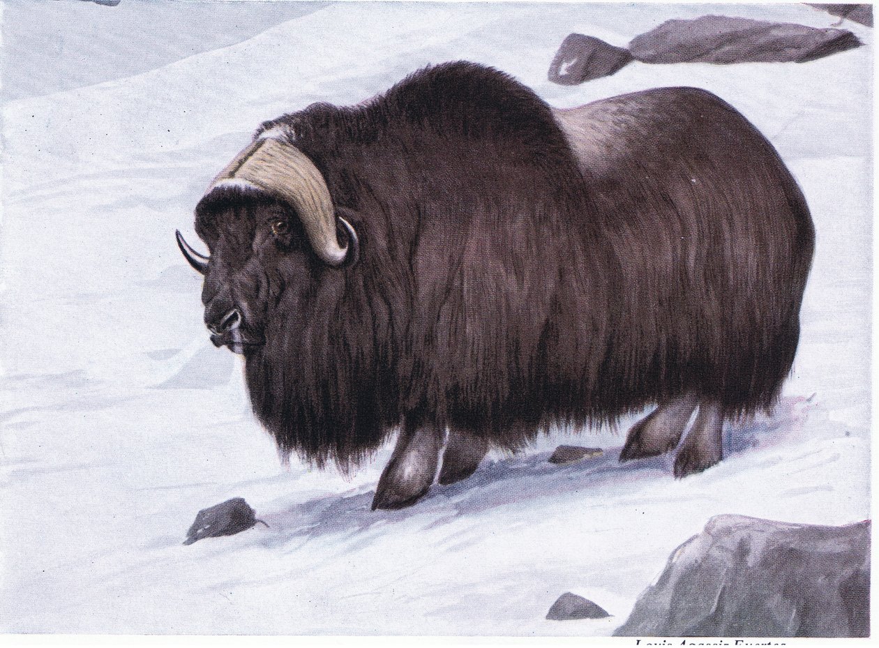 Musk Ox by Louis Agassiz Fuertes: Premium art reproduction