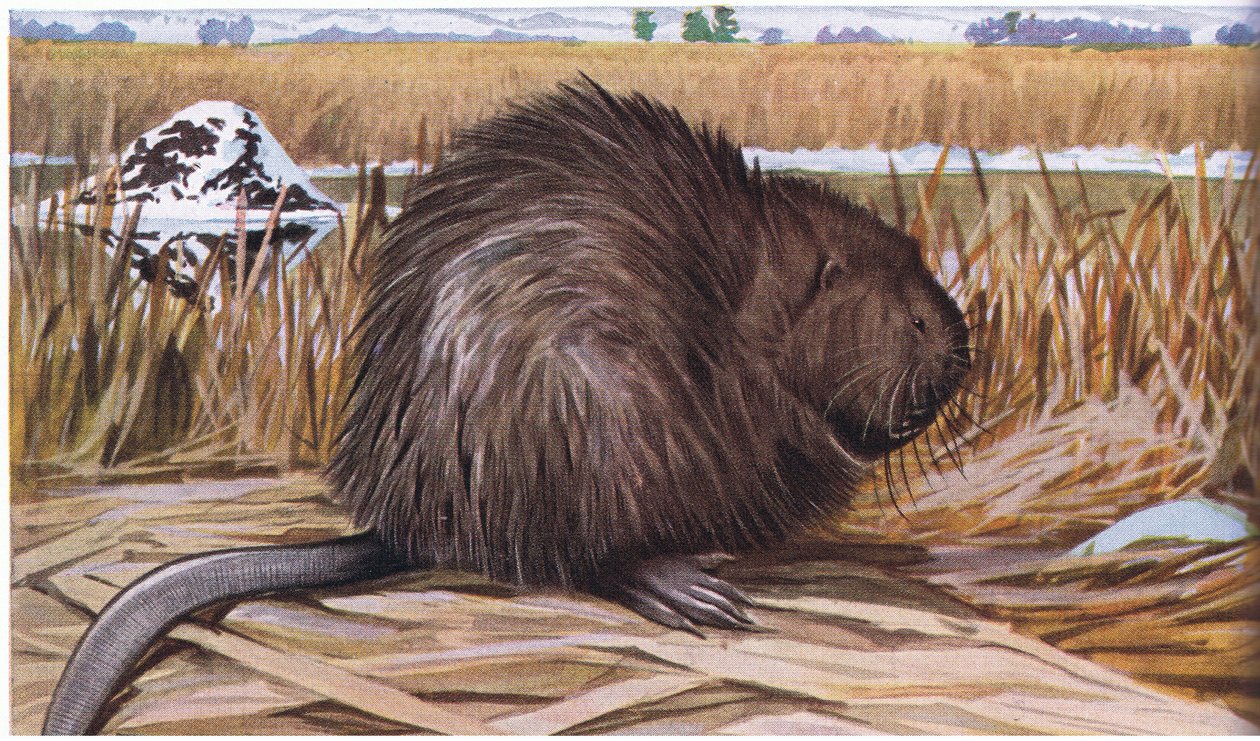 Muskrat builds a dome shape house of rushes by Louis Agassiz Fuertes