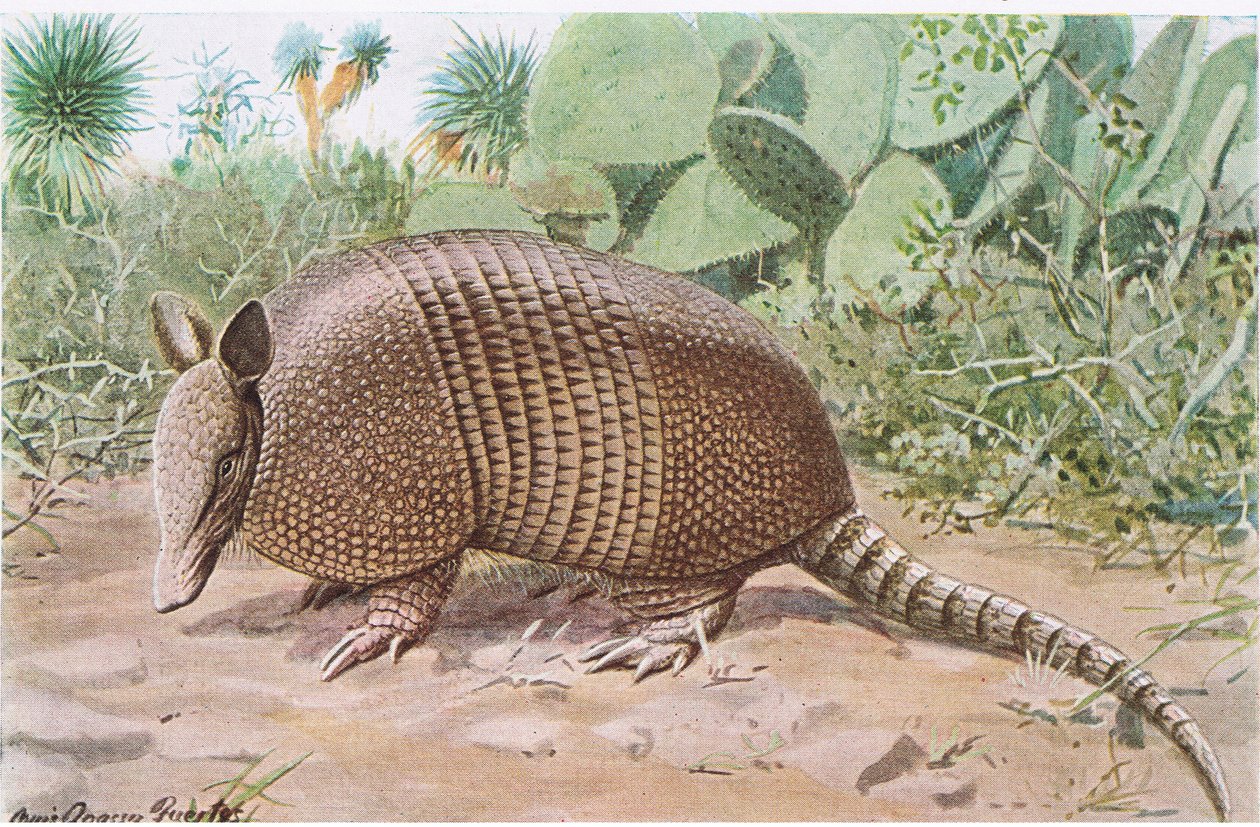 Nine Banded Armadillo, named for the overlapping plates at midriff by Louis Agassiz Fuertes