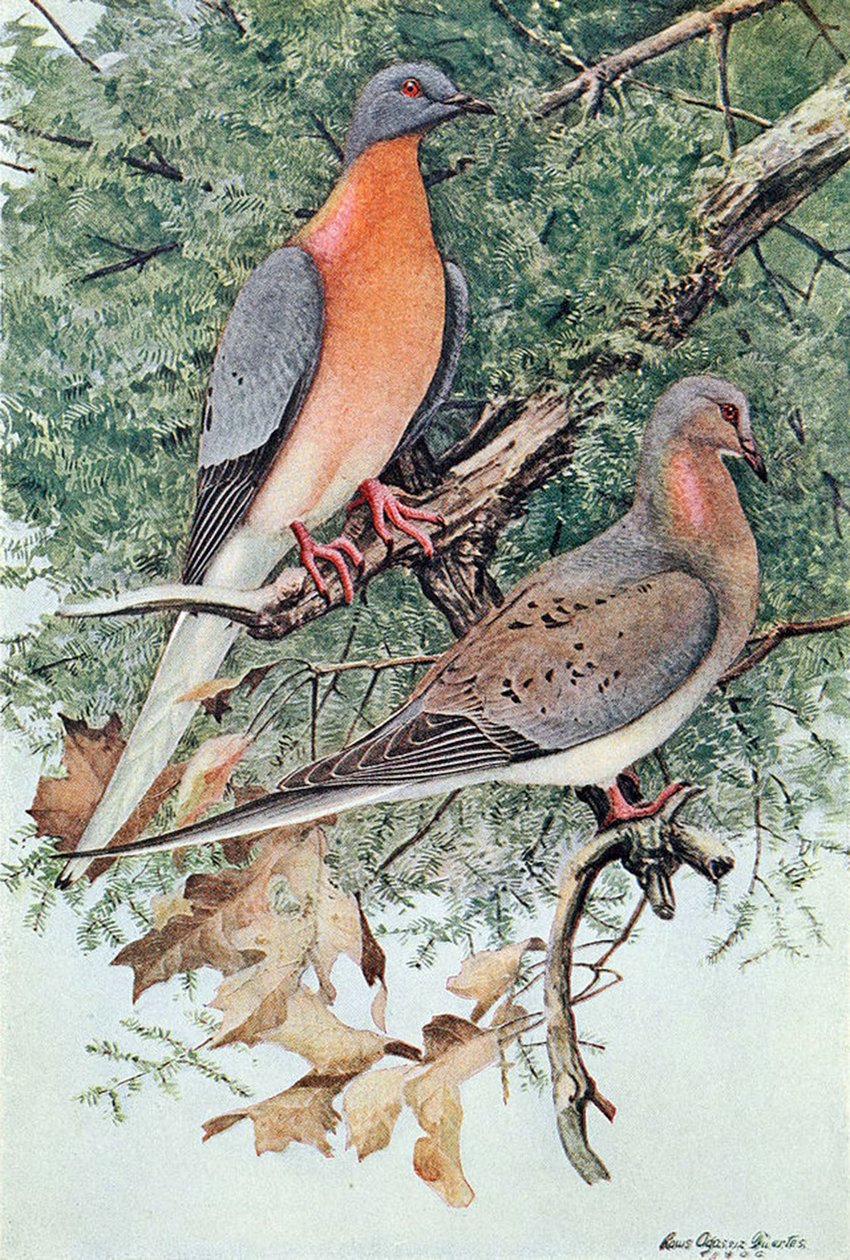 Pair of Passenger Pigeons, 1906 by Louis Agassiz Fuertes