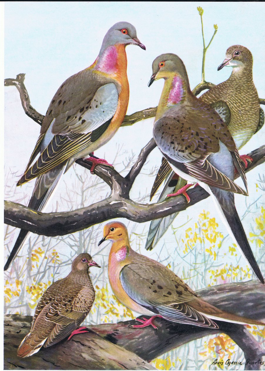 Passenger Pigeon, Eastern Morning Dove by Louis Agassiz Fuertes