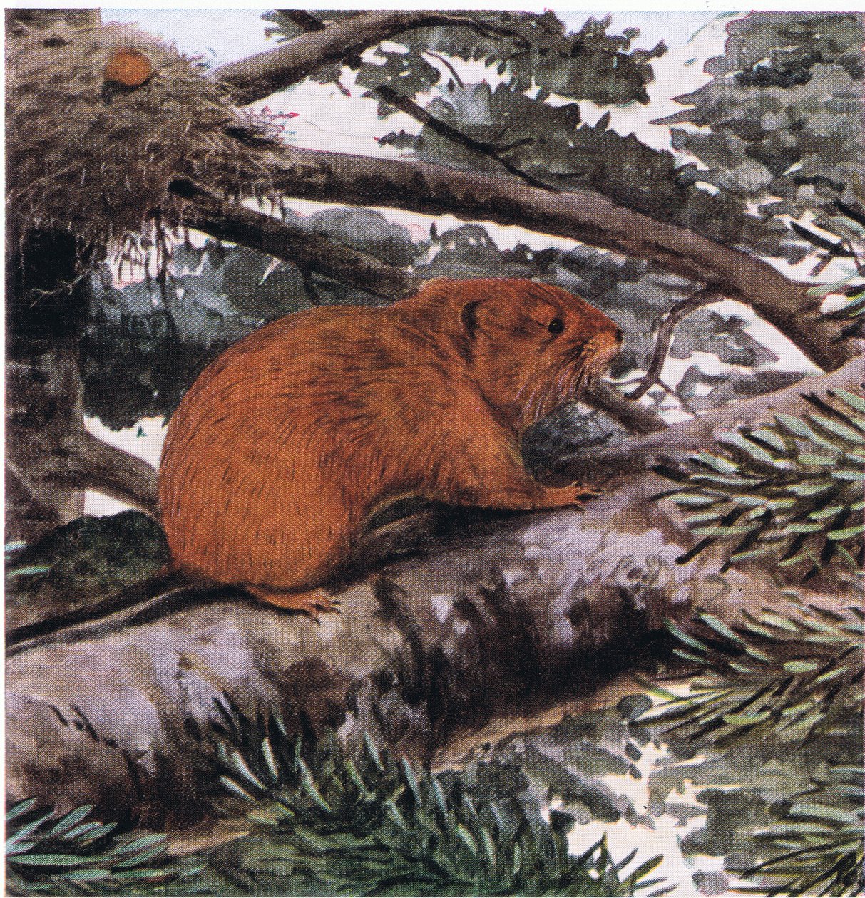 Red Tree Mouse, live in tops of the Pacific Coast forests by Louis Agassiz Fuertes