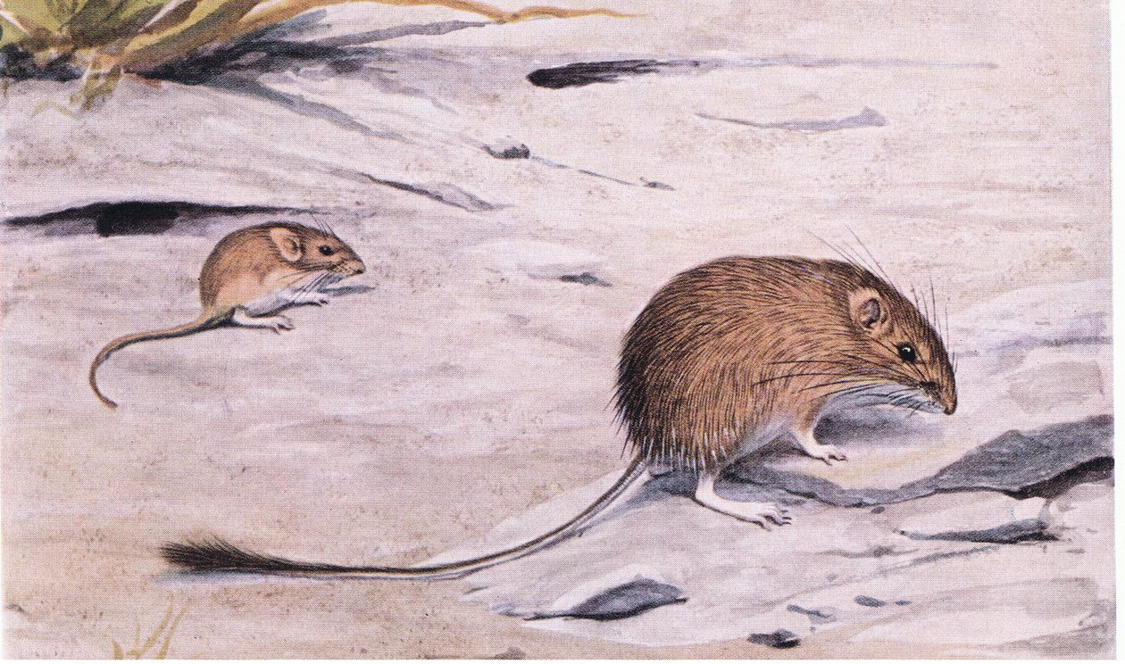 Silky Pocket Mouse scouts for seeds by Louis Agassiz Fuertes