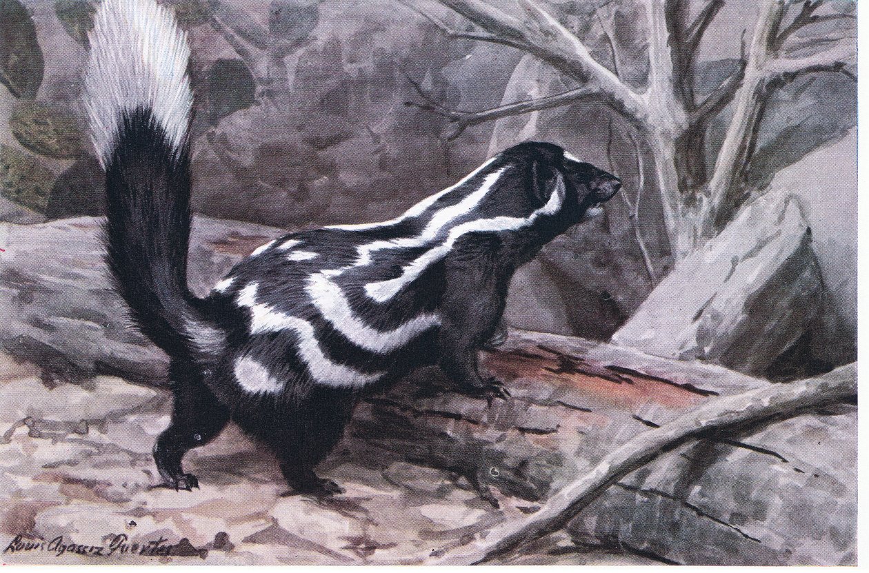 Spotted Skunk by Louis Agassiz Fuertes