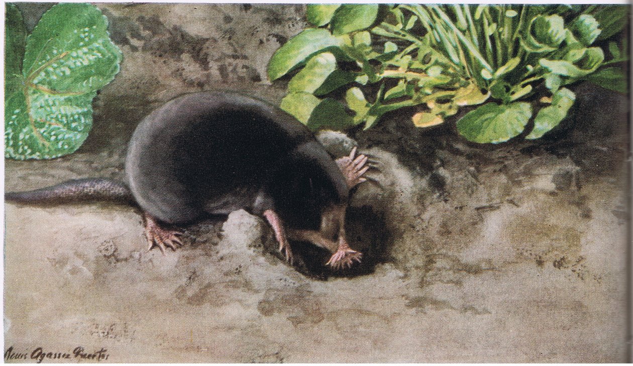 Star Nosed Mole by Louis Agassiz Fuertes