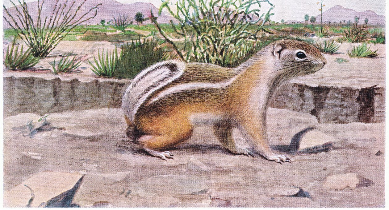 White Tailed Antelope Squirrel foraging for seeds, fruit and insects by Louis Agassiz Fuertes