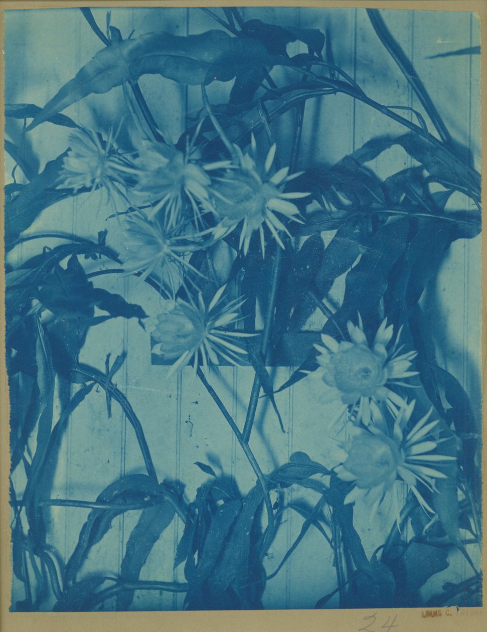 Floral Study by Louis Comfort Tiffany