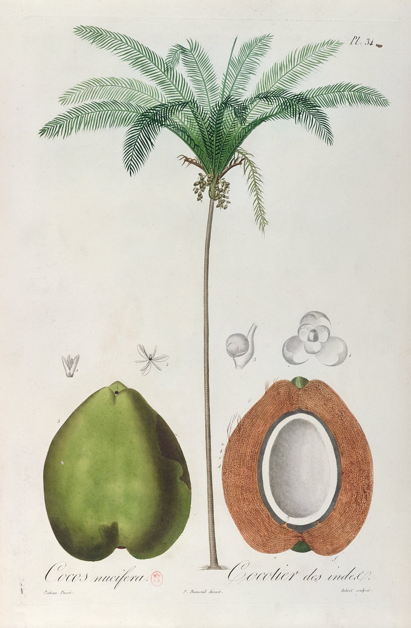 Coconuts and Coconut Tree (Palm Tree), from 