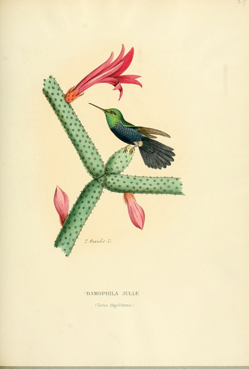 Damophila Juliae by Louis Victor Bevalet
