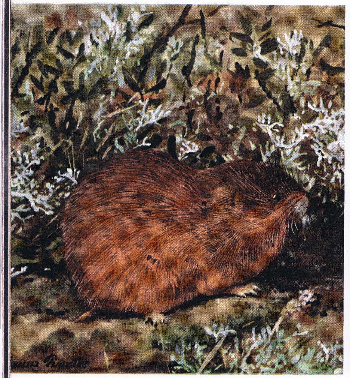 Brown Lemming, a stocky rodent which lives in a honeycomb of tunnels by Louis Agassiz Fuertes