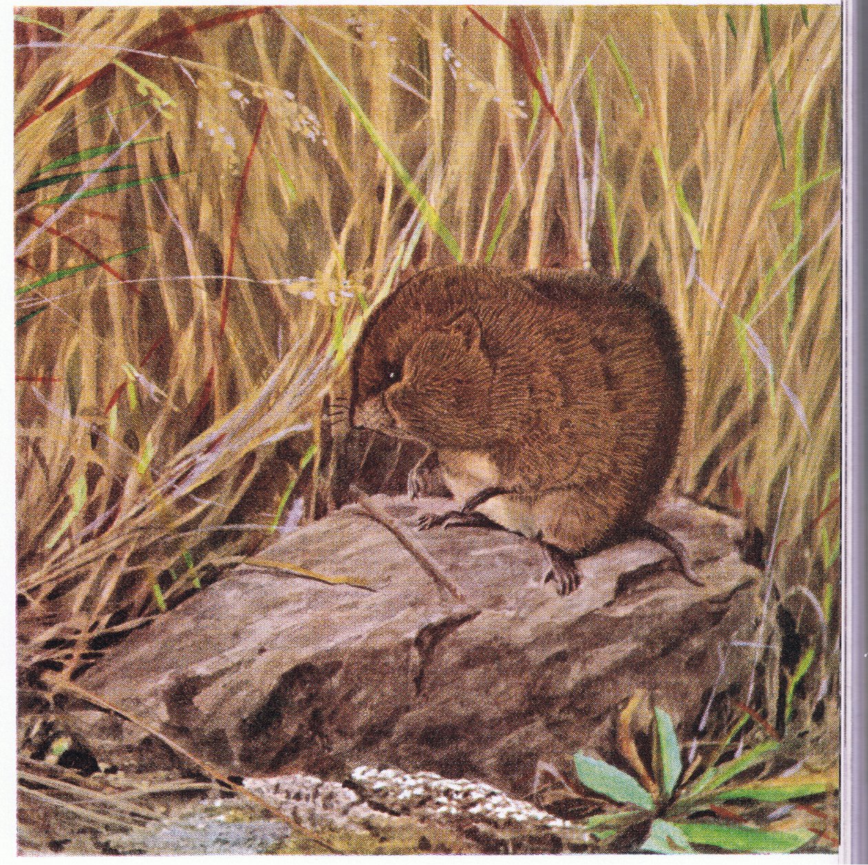 Field Mouse or Vole, Ever Vigilant, Surveys His Highway Through a Tangled Forest of Grass by Louis Agassiz Fuertes