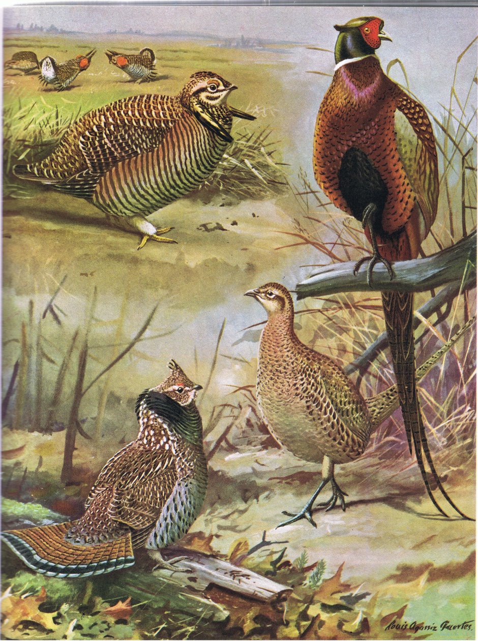Heath Hen, Ring Necked Pheasant, Eastern Ruffed Grouse by Louis Agassiz Fuertes