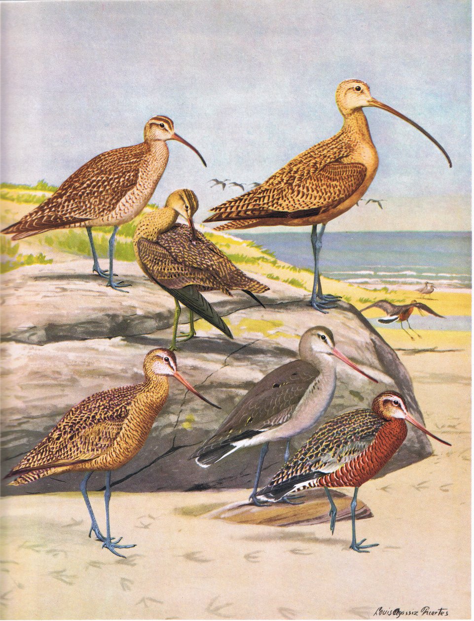 Hudsonian Curlew, Eskimo Curlew, Long Billed Curlew, Marbled Godwit, Hudsonian Godwit by Louis Agassiz Fuertes