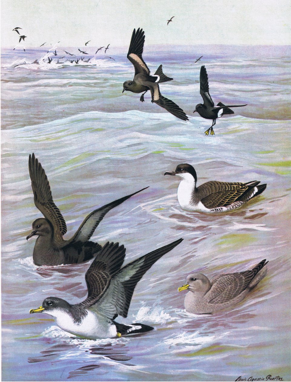 Illustration from The Natural History of American Birds of Eastern and Central North America, published by Bramhall House, c.1970 by Louis Agassiz Fuertes