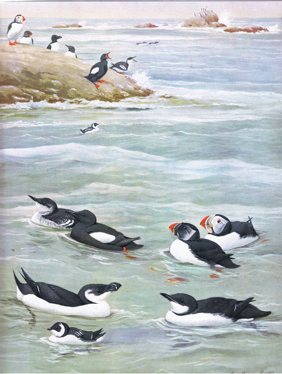 Illustration from The Natural History of American Birds of Eastern and Central North America, published by Bramhall House, c.1970 by Louis Agassiz Fuertes