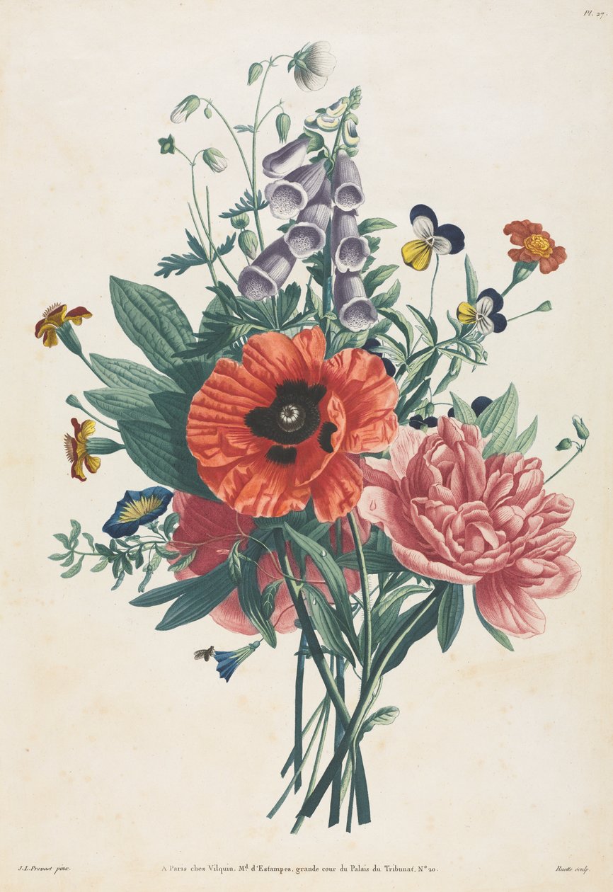 Collection of Flowers and Fruits Painted after Nature: Bouquet of Foxglove, Clematis, Pansy, Peony, Poppy, and Yellow Day Lily by Louis Charles Ruotte