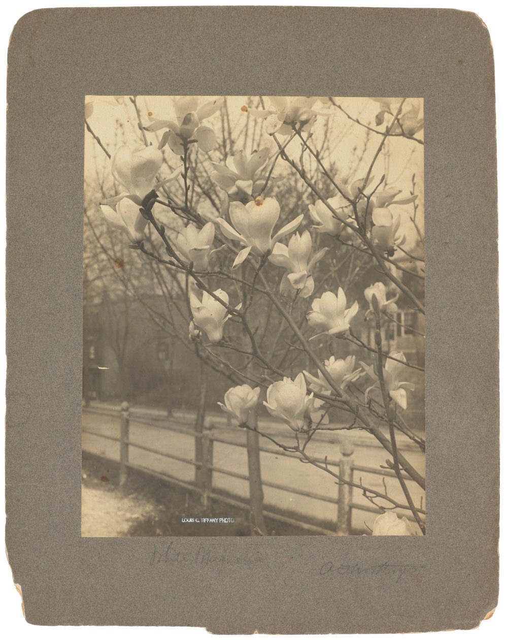 Tiffany Studios, c.1898-1920 by Louis Comfort Tiffany